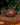 Yixing and Clay Pots