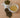 Everyday Dragonwell Wholesale